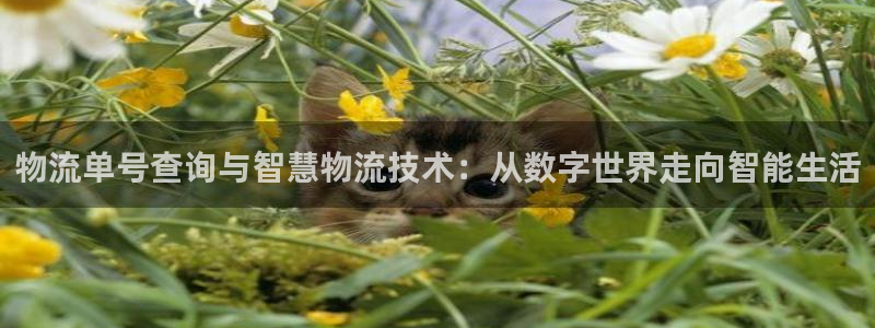 28圈注册网址：物流单号查询与智慧物