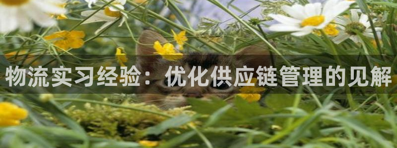 28圈注册教程：物流实习经验：优化供